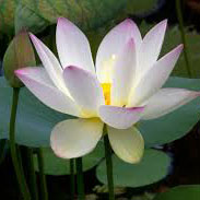 Kinh Bốn mươi hai chương