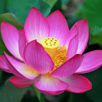 Kinh Pháp Cú (Kệ số 8)