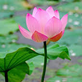 H. Jackson Brown, Jr.