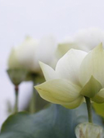 MÙA XUÂN NÓI CHUYỆN NGHIỆP