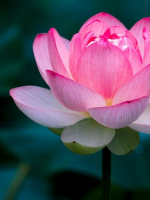 THANH TỊNH VÔ ÚY TĂNG